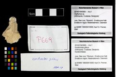 Foto (Objekt + Etikett) von Konidromites gibbus  (NHMW-GEO-2014-0194-0669)